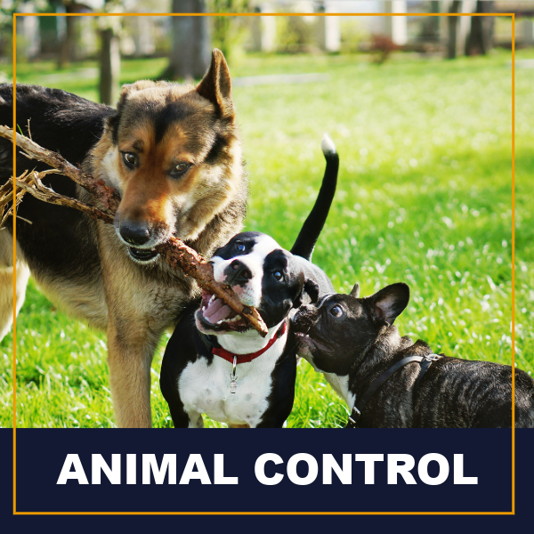 animal control